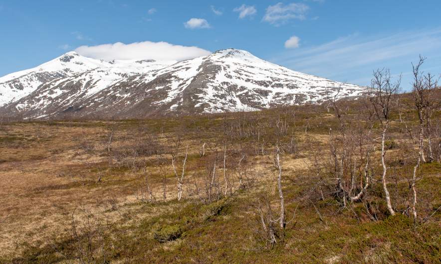 Open woodlands and snowy mountains
