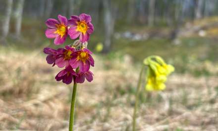 Purplish cowslip
