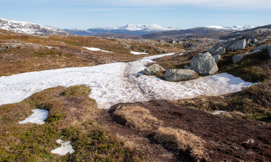 Snow field II