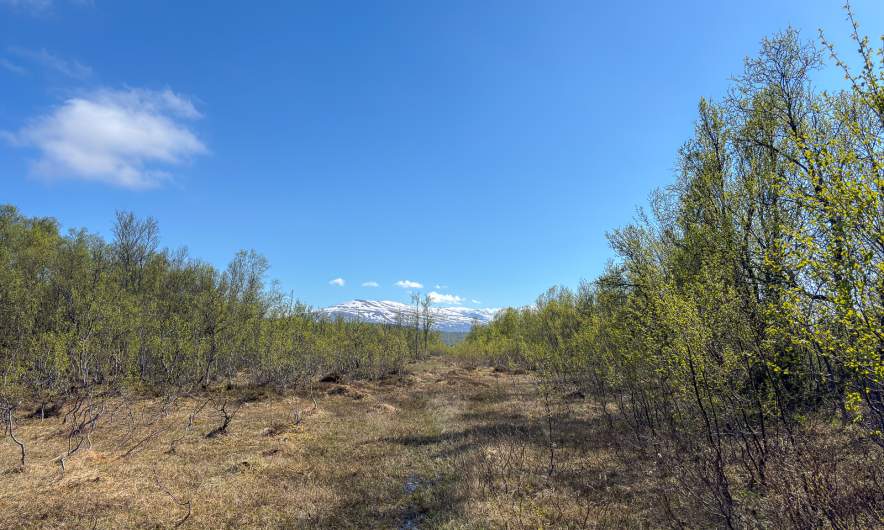 The birches on Tromsøya get green