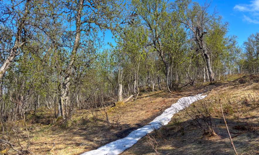 The last snow?