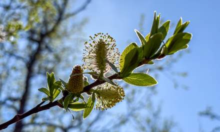 Blooming willow
