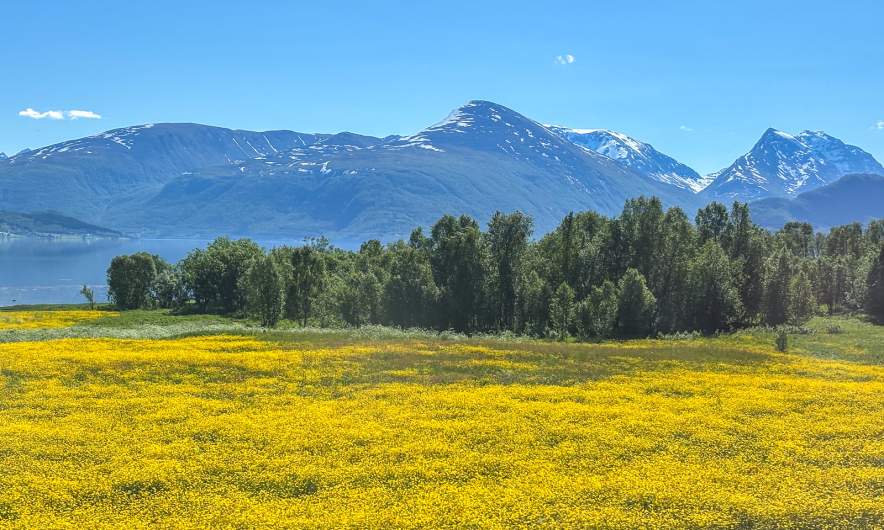 Bus to Malangen I