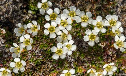 Diapensia lapponica