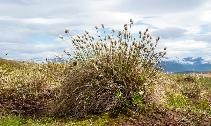 Eriophorum vaginatum
