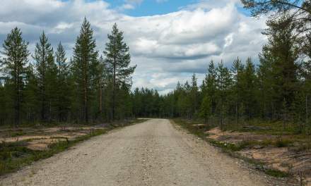 Forest road I