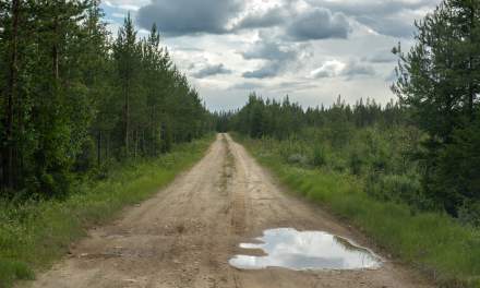 Forest road II