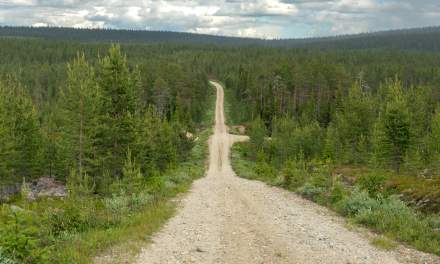 Forest road III