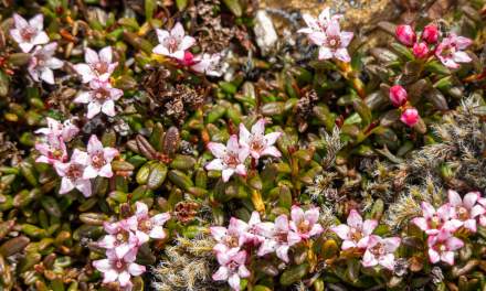 Kalmia procumbens