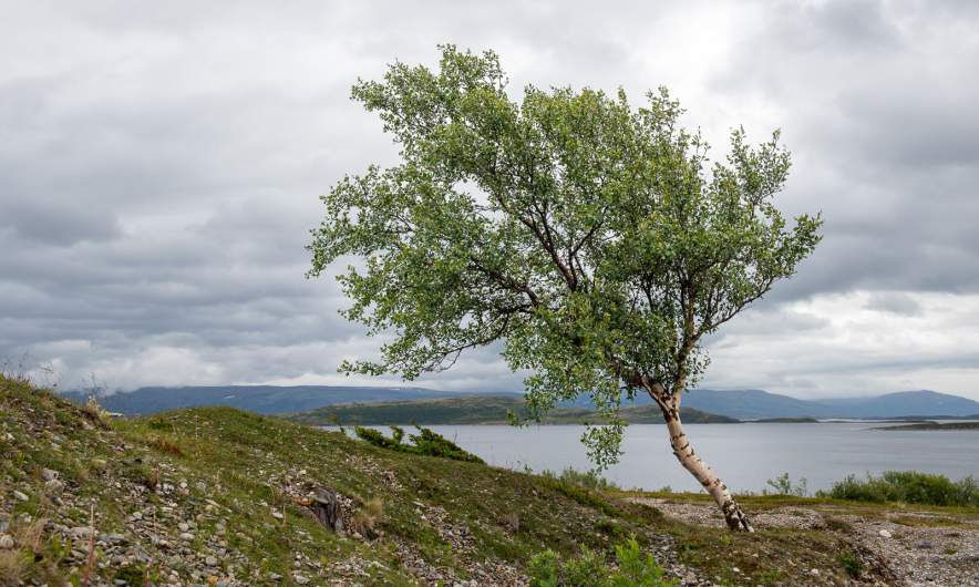 Lonely birch