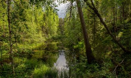 Oulanka National Park II
