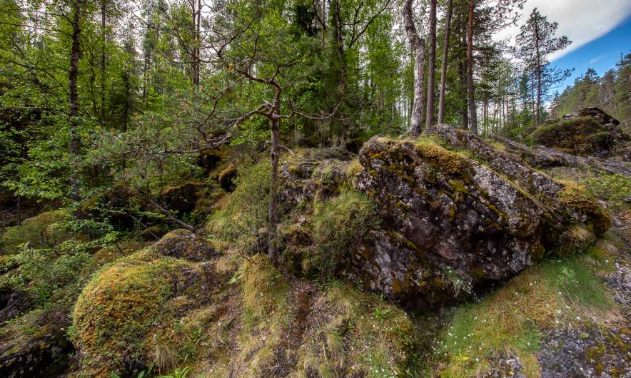 Oulanka National Park III