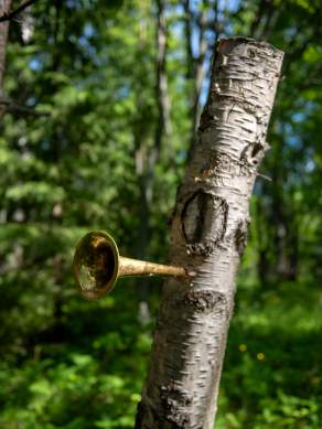 Pikisaara environmental art III – Päivi Pussilan “Do you hear”