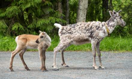 Reindeer I