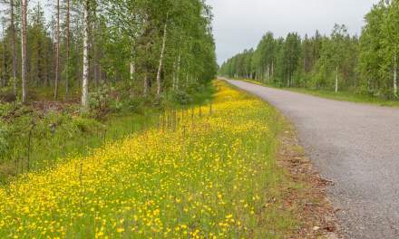 Road to the Russian border
