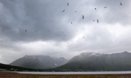 Seagulls