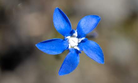 Snow gentian