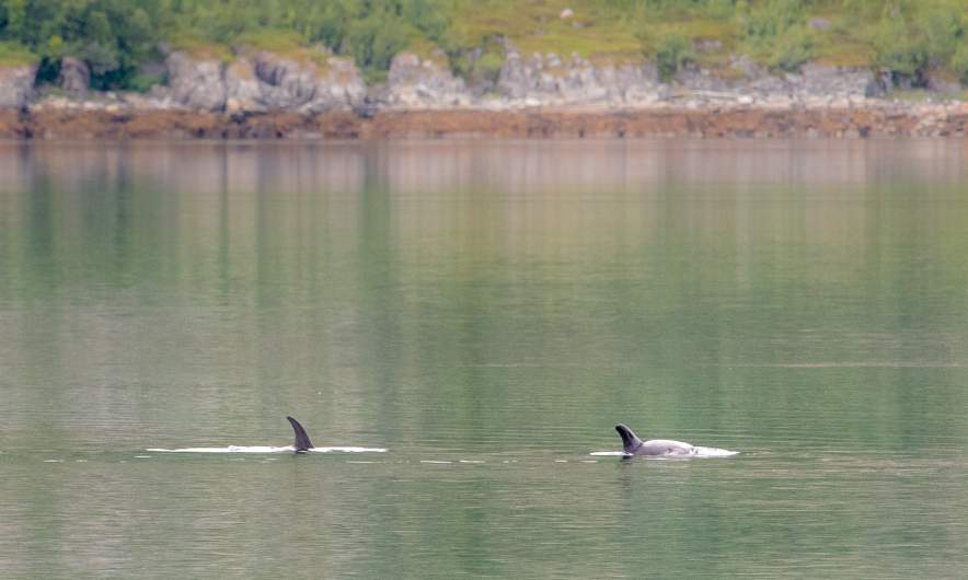 White-beaked dolphins passing