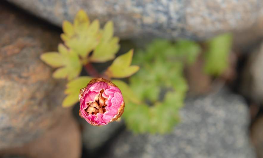 Ranunculus glacialis