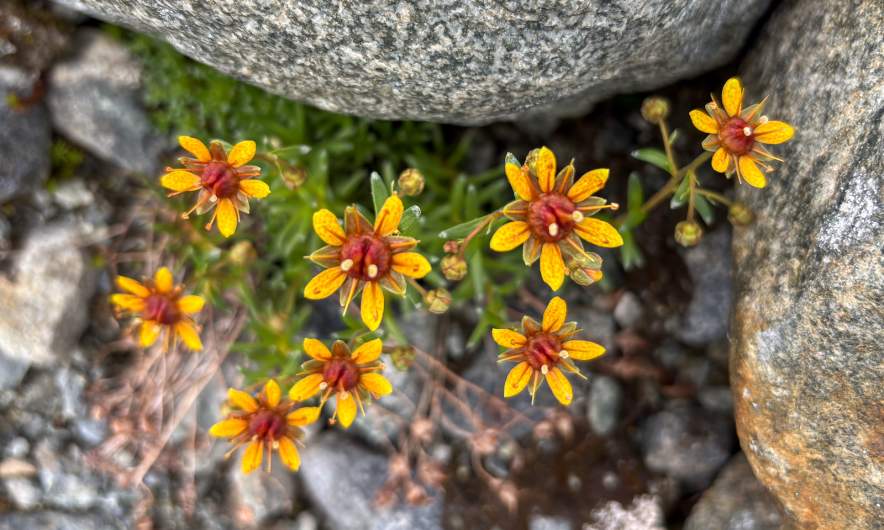 Saxifraga aizoides