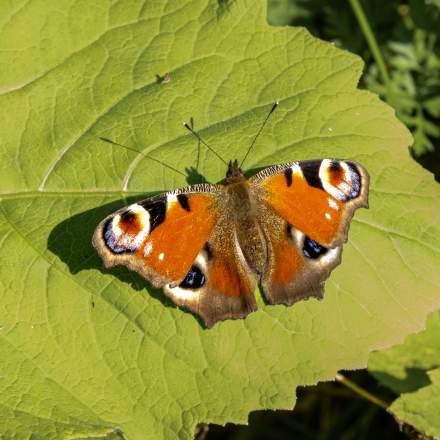 European peacock