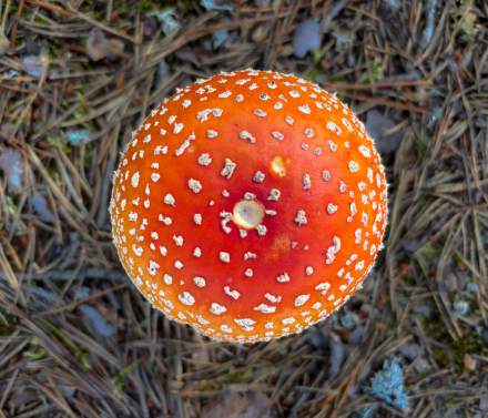 A fly agaric in Obbola