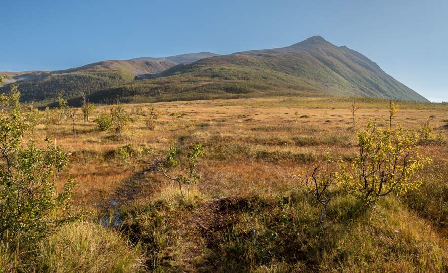 Over the bog
