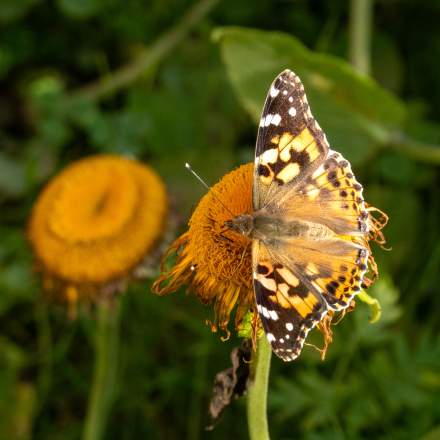 Painted lady