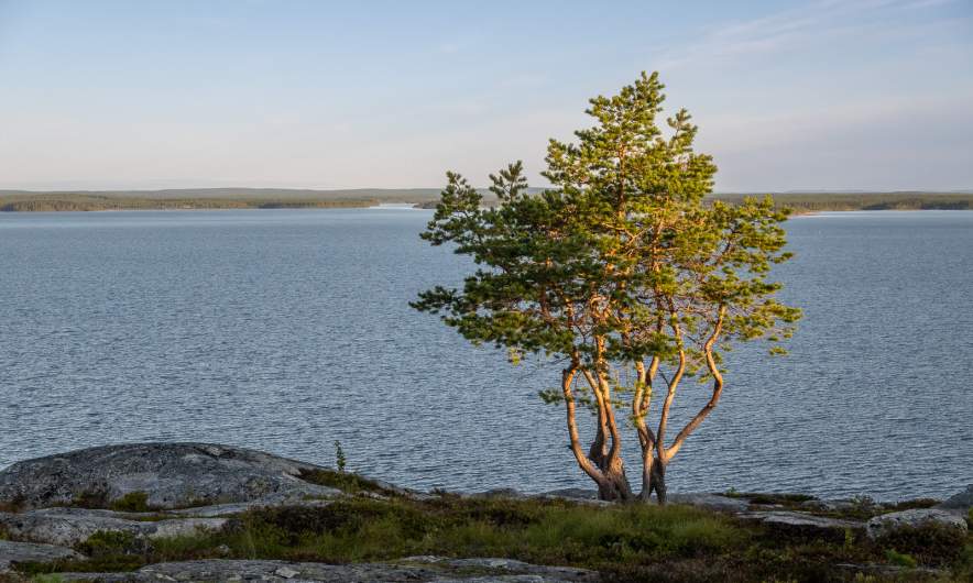 Pine tree