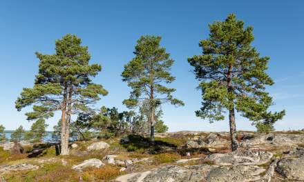 Pine trees