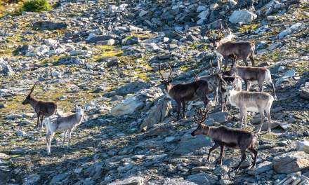 Reindeer I