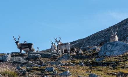 Reindeer II