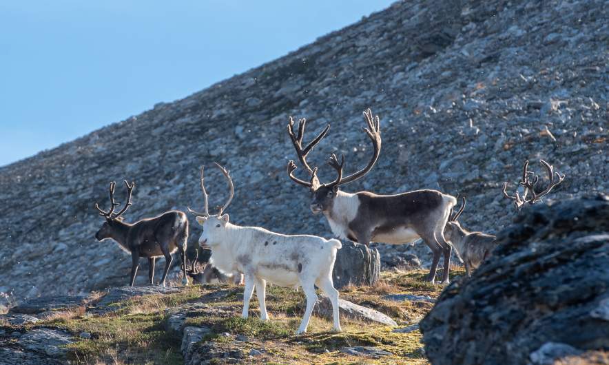 Reindeer III
