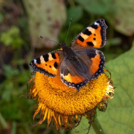 Small tortoiseshell