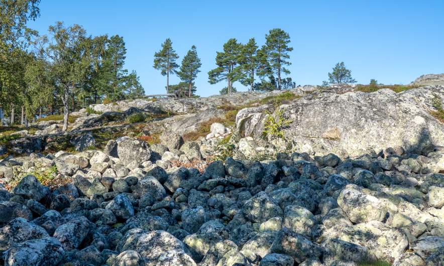 Stone field and pines – typical for Bjuröklubb