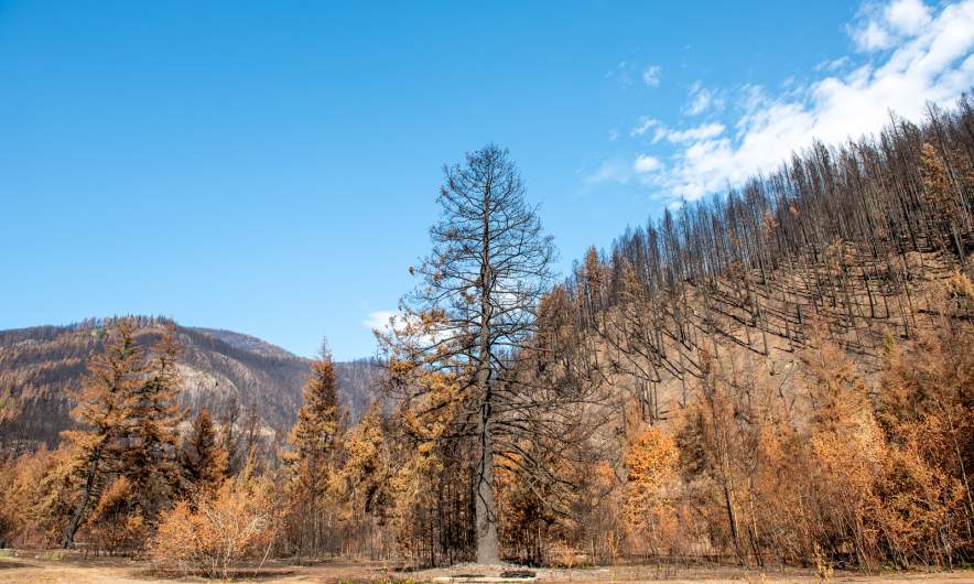 After the forest fires