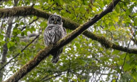 Barred Owl