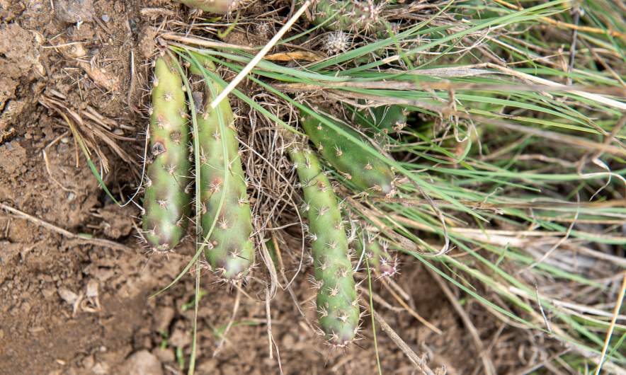 Brittle pricklypear I