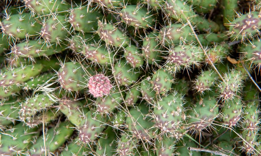 Brittle pricklypear II