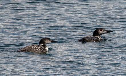 Common loons