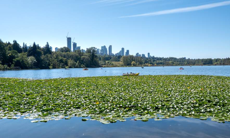 Deer lake I