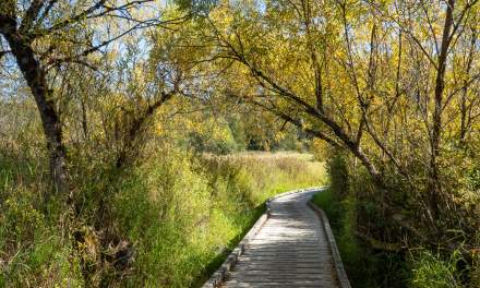 Deer lake III