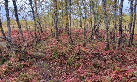 Early September Tromsø III