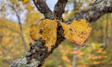 Early September Tromsø IV