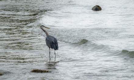 Great Blue Heron