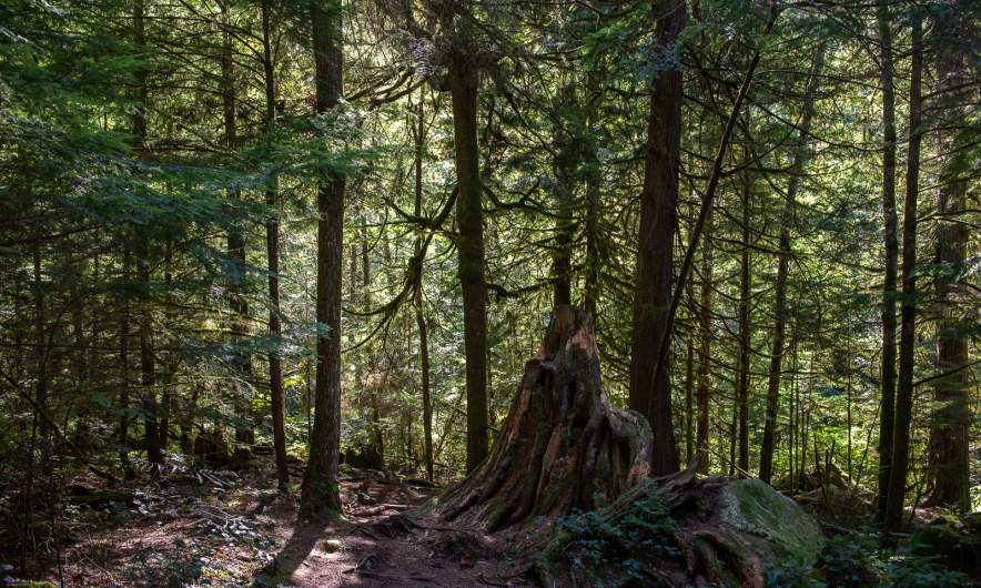 In the Shannon Falls Provincial Park