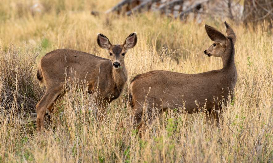 Mule deer in the morning