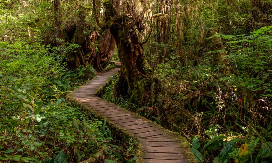 Rainforest Trail II