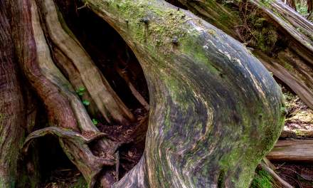 Rainforest Trail III