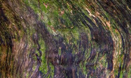 Rainforest Trail IV